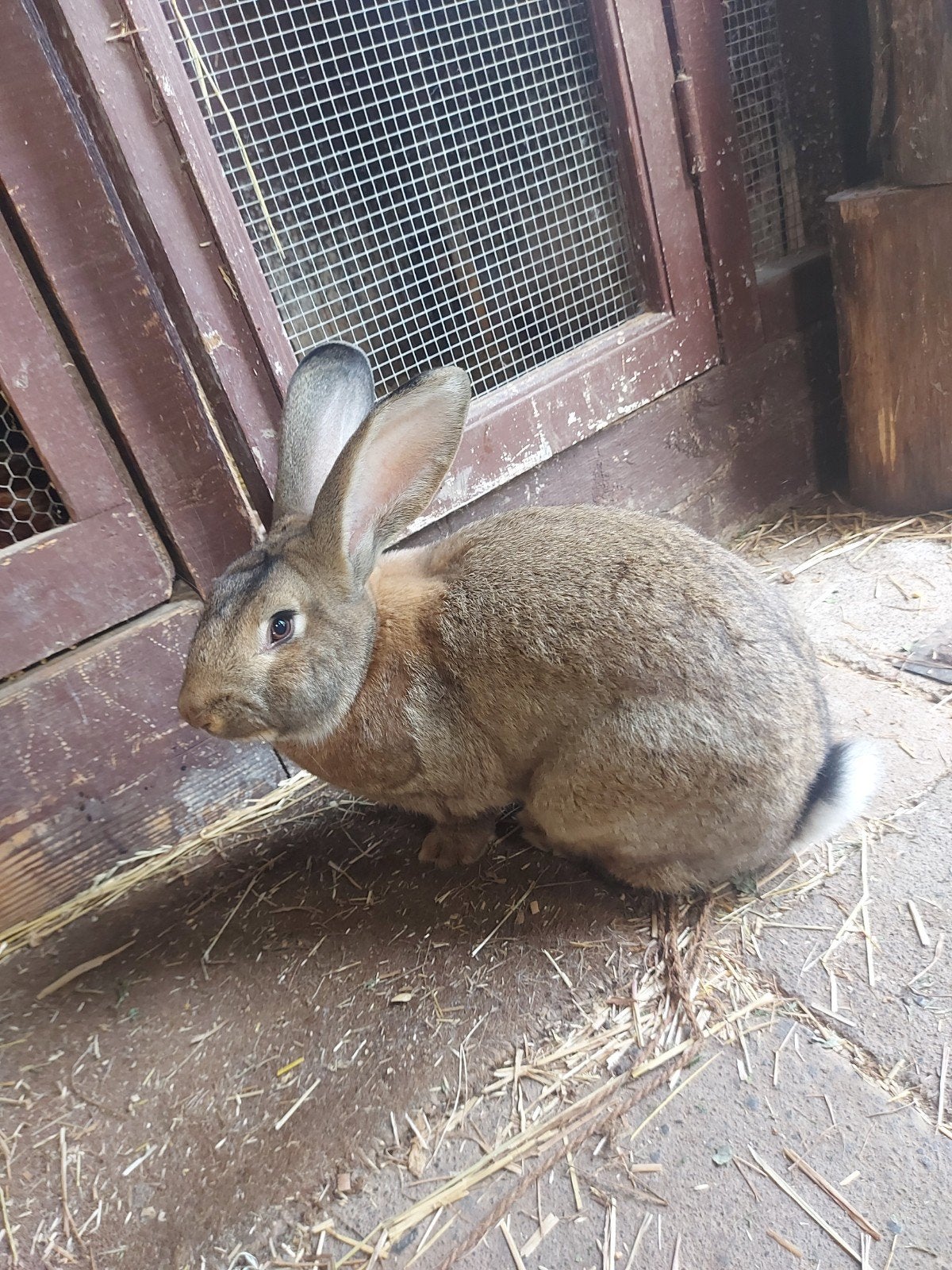 Duitse reus ram, Dieren en Toebehoren, Konijnen, Mannelijk, Groot, 0 tot 2 jaar