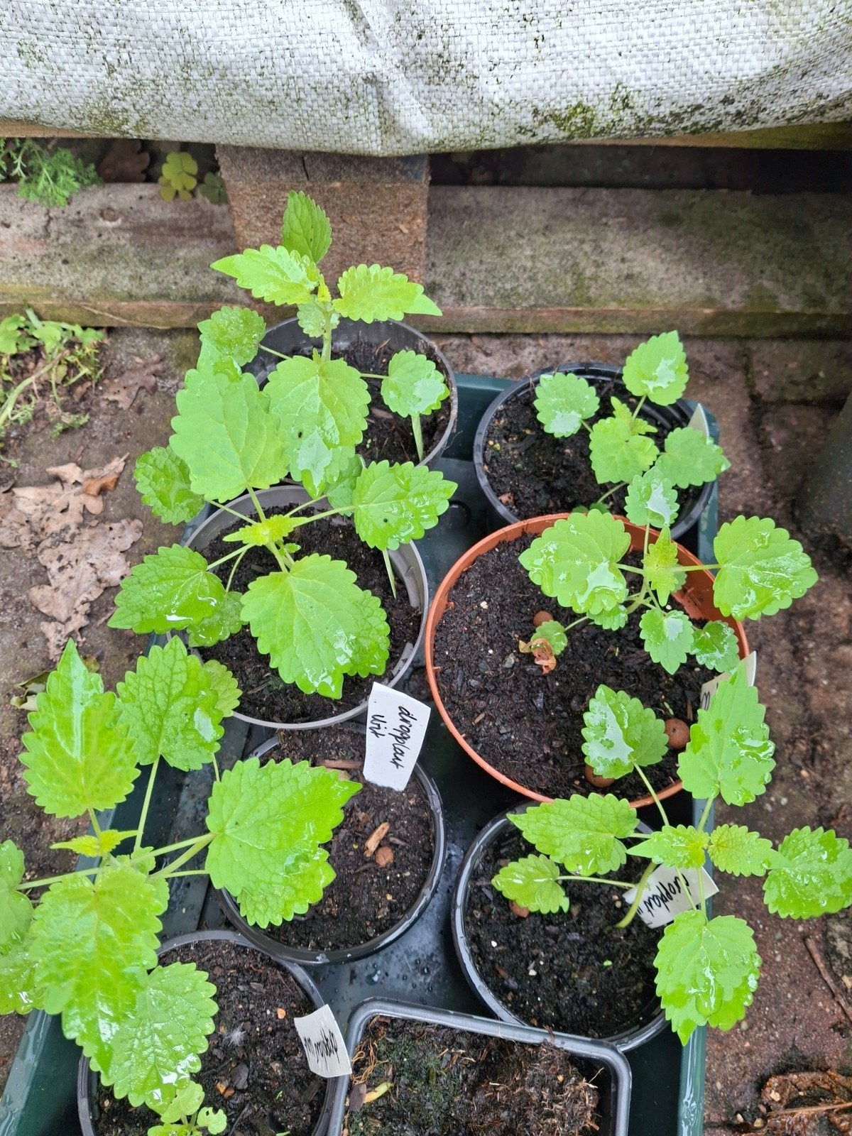 Dropplant wit, Tuin en Terras, Planten | Tuinplanten, Ophalen of Verzenden, Overige soorten, Volle zon