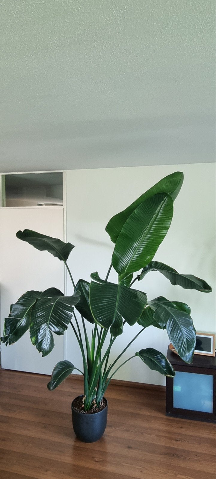 Paradijsvogel plant / strelitzia nicolai 220cm in top staat, Ophalen, 200 cm of meer, Overige soorten, Halfschaduw