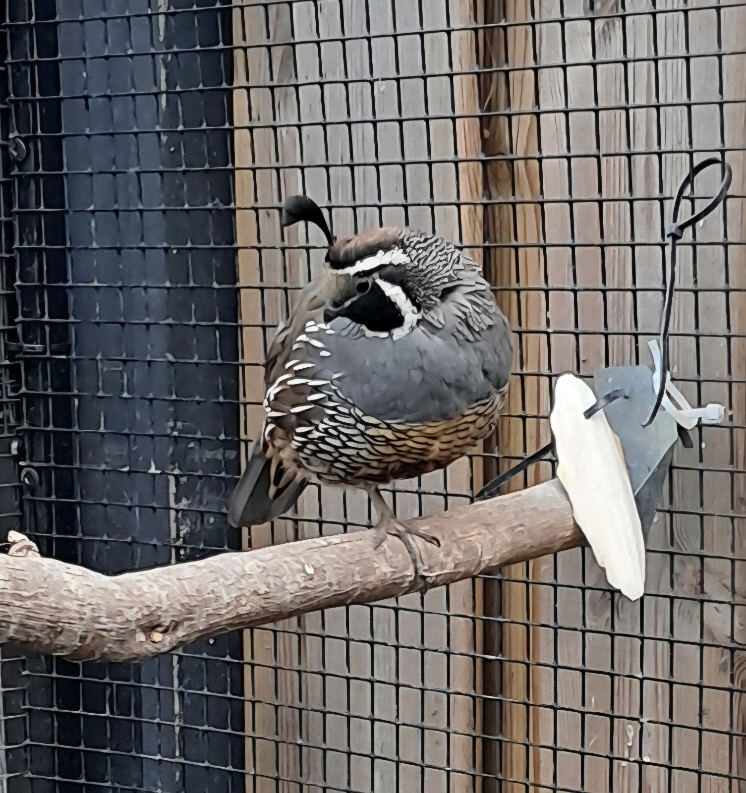 californische kuifkwartel koppel, Dieren en Toebehoren, Meerdere dieren