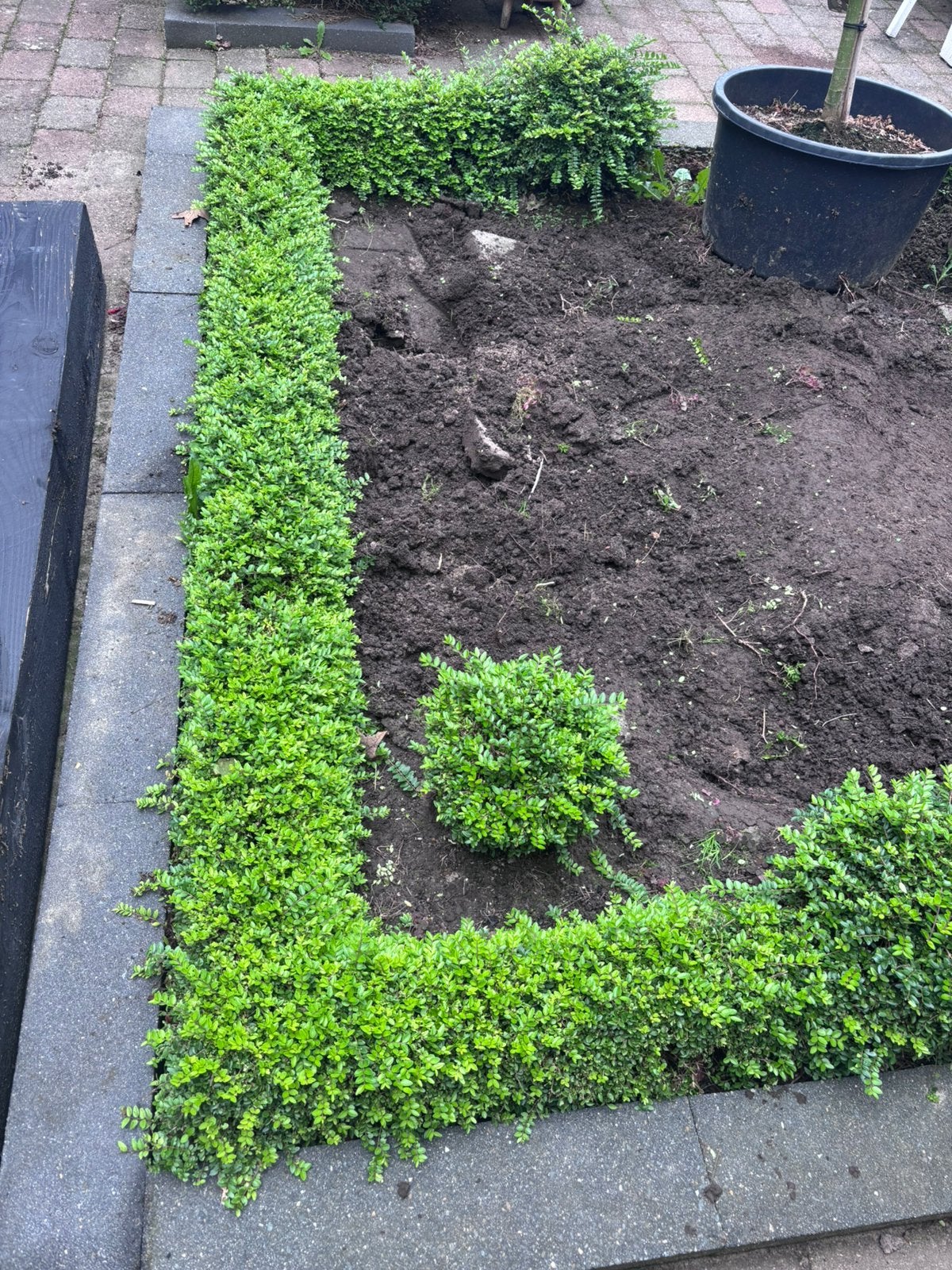 Ilex. Veel rechte struiken en verschillende maten struiken, Ophalen, Overige soorten, Minder dan 100 cm