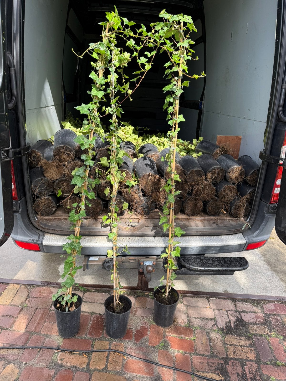 Hedera 180/200  4 liter pot leuk vertakt partij 150 stuks, Ophalen, Vaste plant, Bloeit niet, Halfschaduw
