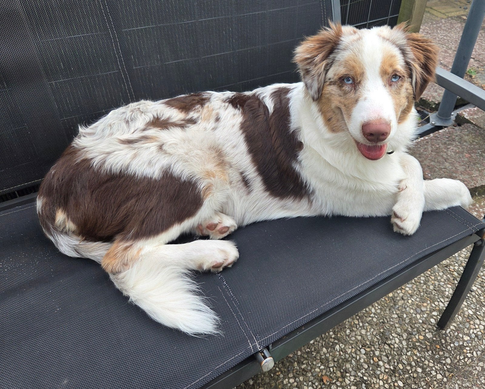 Australische herder, Dieren en Toebehoren, Honden | Herdershonden en Veedrijvers, 15 weken tot 1 jaar, Reu, Parvo, Eén hond