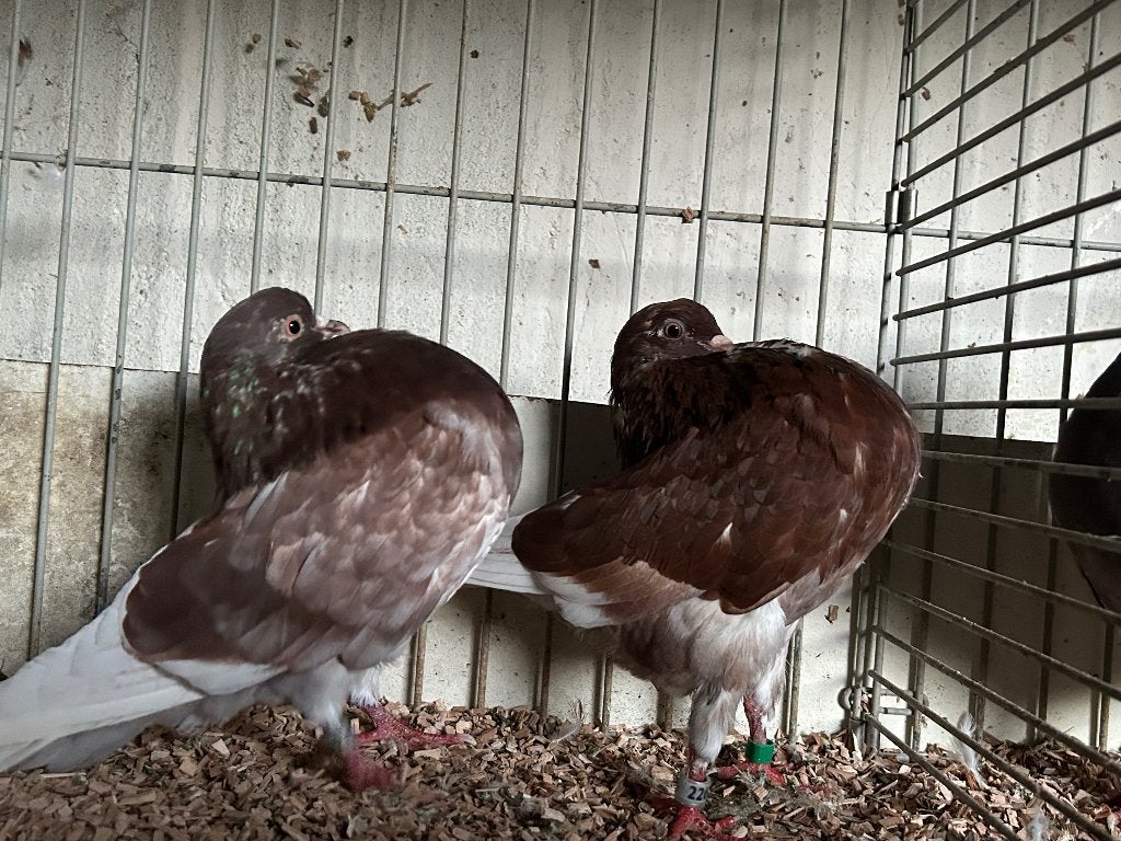 Groninger Slenken, 1 koppel, Meerdere dieren, Overige soorten