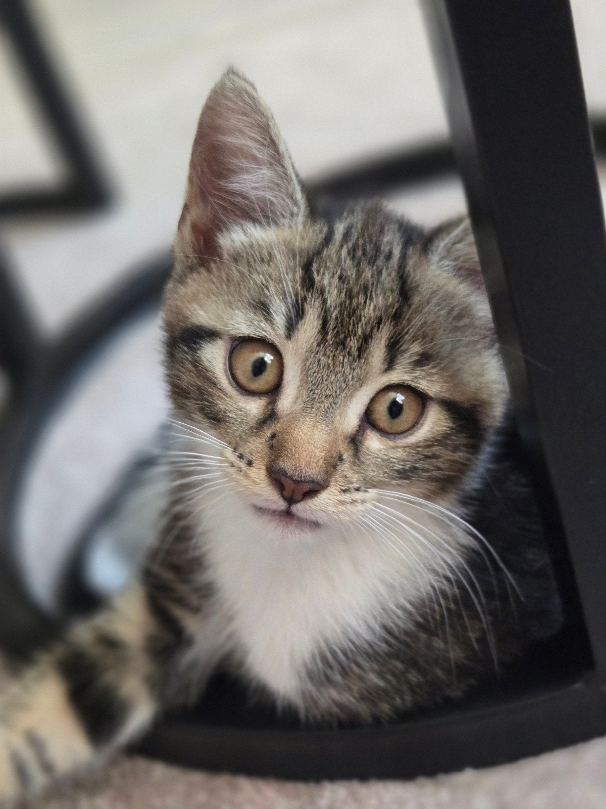 Kittens (geënt+gechipt), Poes