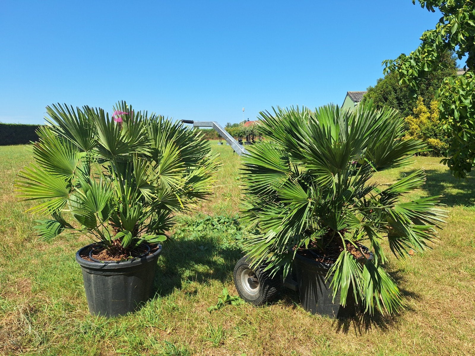 chamaerops humilis vulcano, dwergpalm, Ophalen, Lente, Volle zon, 100 tot 250 cm
