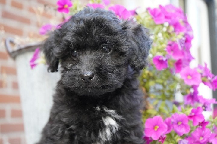 Mooie maltipoo pups te koop., Nederland, Overige rassen, 8 tot 15 weken, CDV (hondenziekte)
