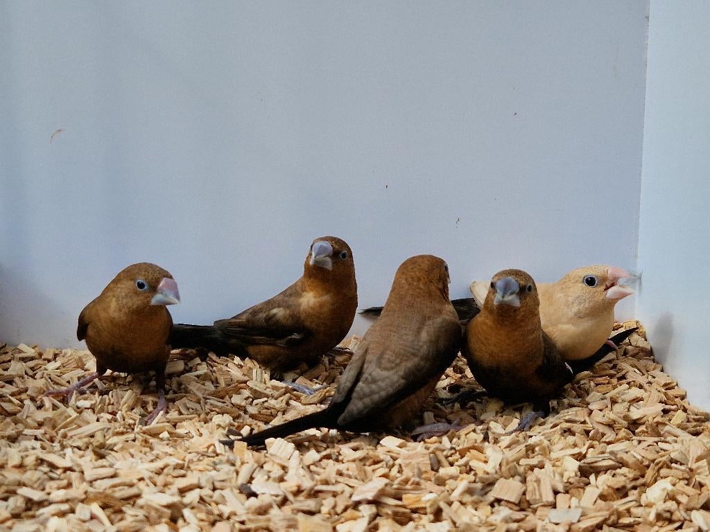 Tropische vogel | Japanse meeuw | Passend advies, Dieren en Toebehoren, Vogels | Overige Vogels, Meerdere dieren, Tropenvogel