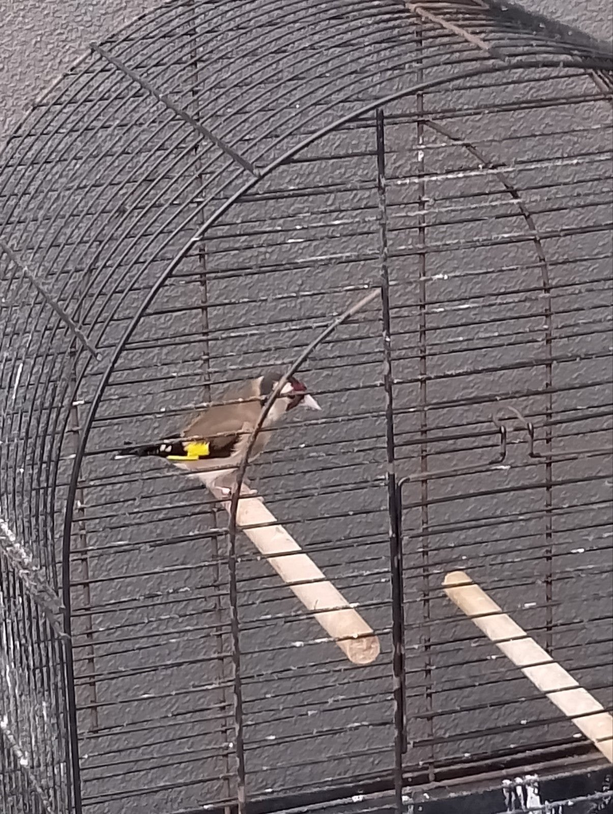 Bloem/parva putter, Mannelijk, Wildzangvogel, Geringd