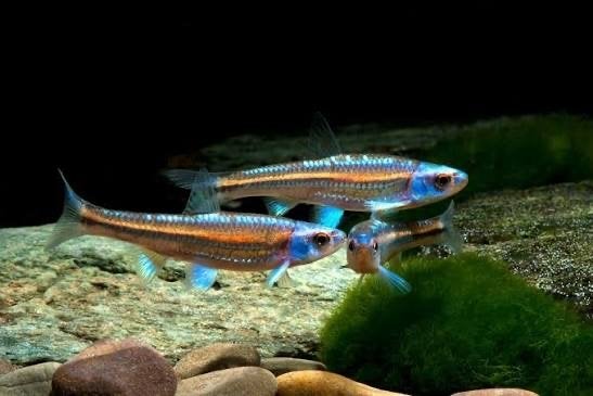 Gezocht (goud) Elritsen / rainbow shiners voor in de vijver, Dieren en Toebehoren, Vissen | Vijvervissen