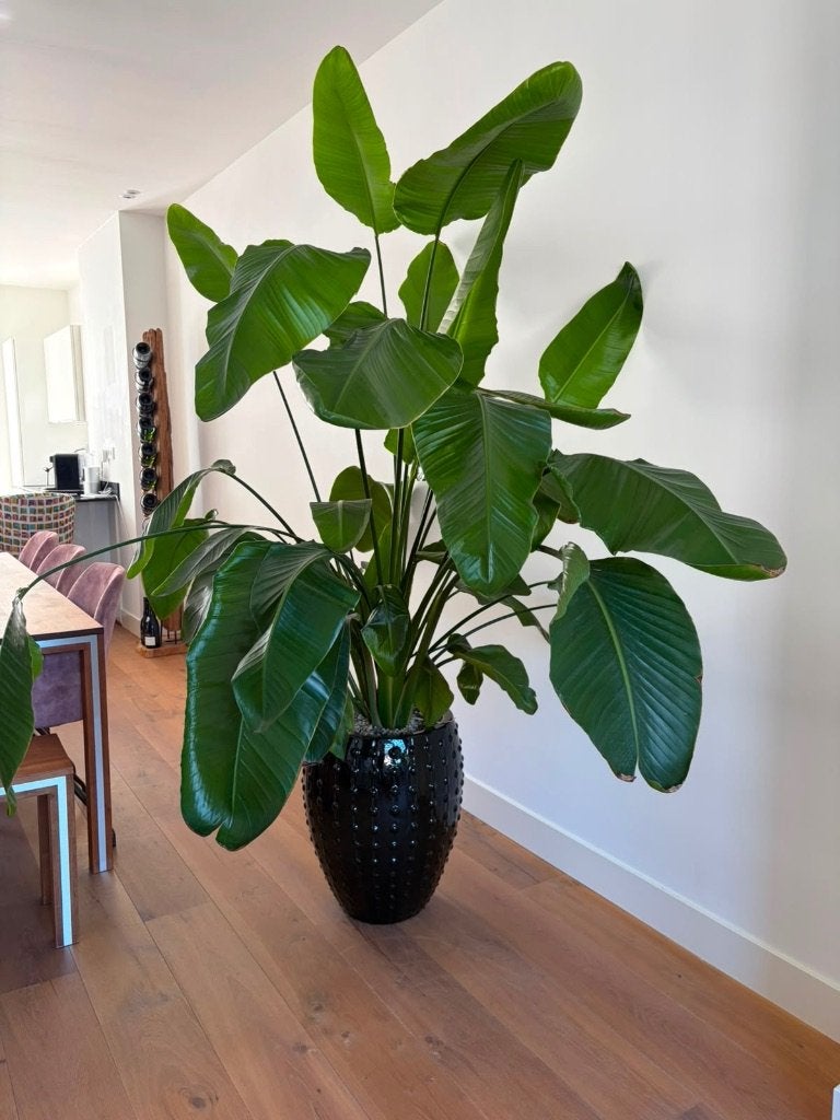 Plant met zwarte pot (hydrocultuur), Ophalen, 200 cm of meer, Overige soorten, Halfschaduw