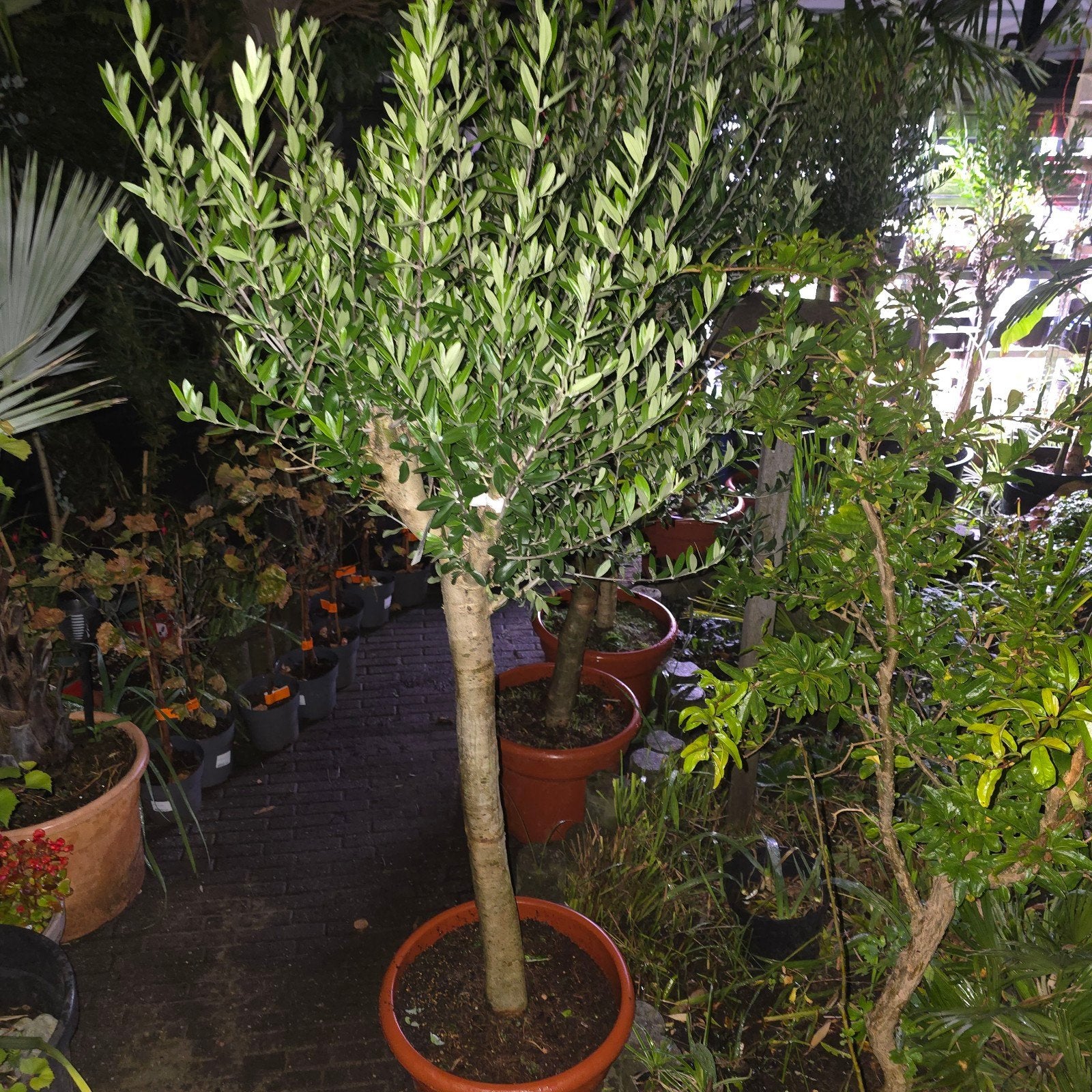 Mediterrane Sale: Prachtige Olijfbomen, 100 tot 250 cm, Olijfboom, Zomer, Ophalen