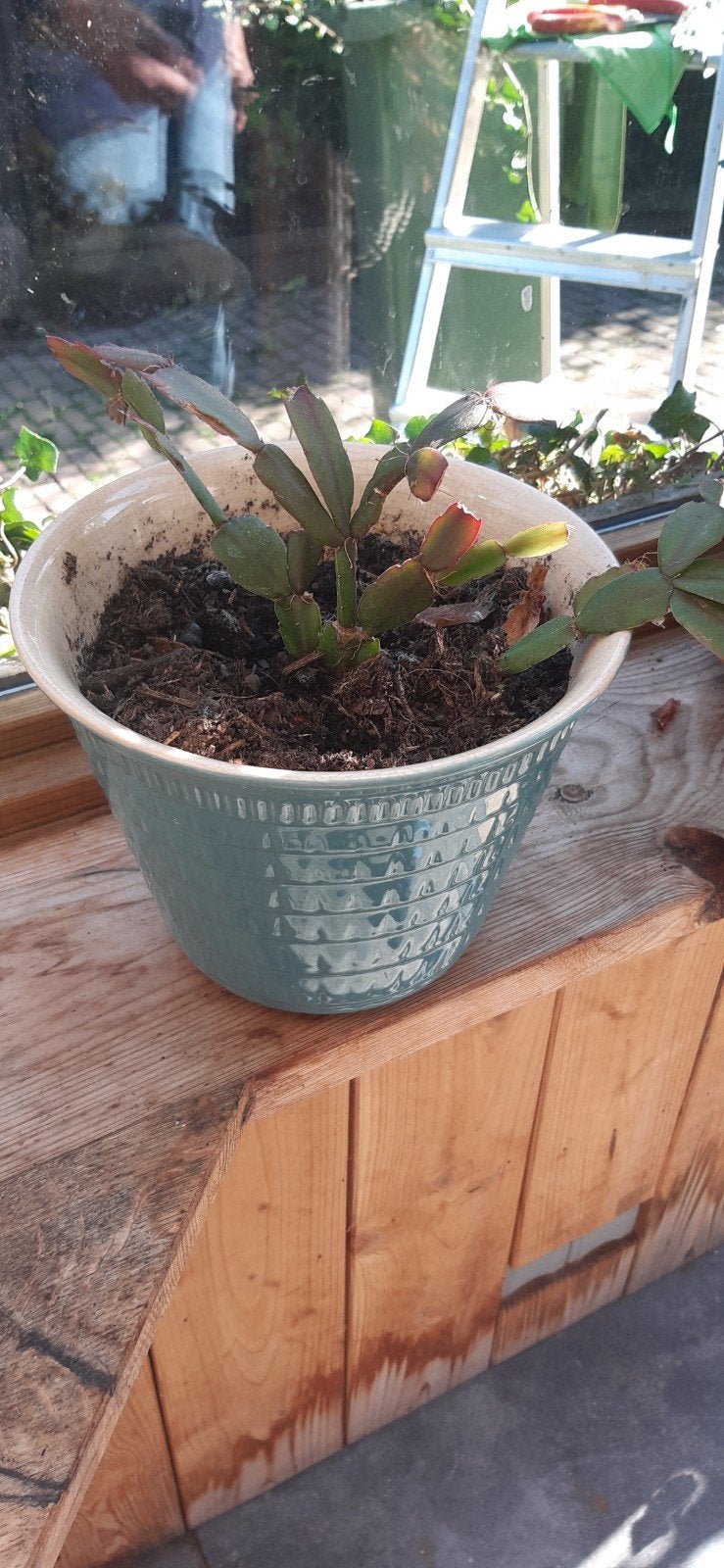 lidcactus, Huis en Inrichting, Ophalen, Halfschaduw, Minder dan 100 cm