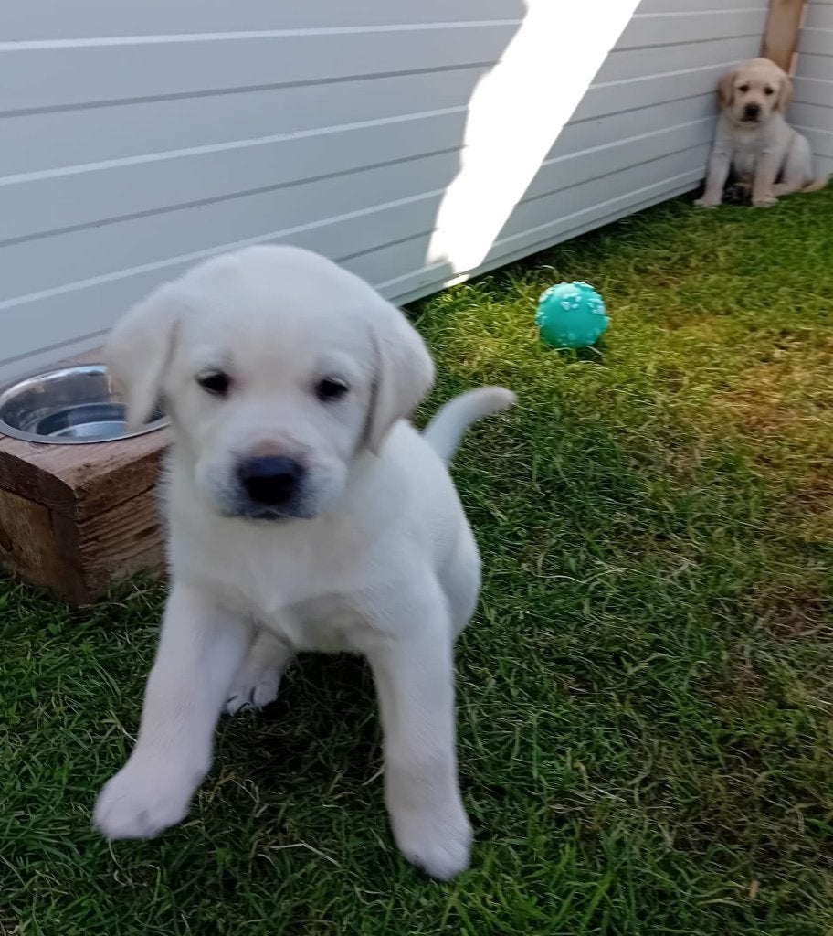 Mooie raszuivere blonde labrador puppy's, Parvo, 8 tot 15 weken, Labrador retriever, Meerdere