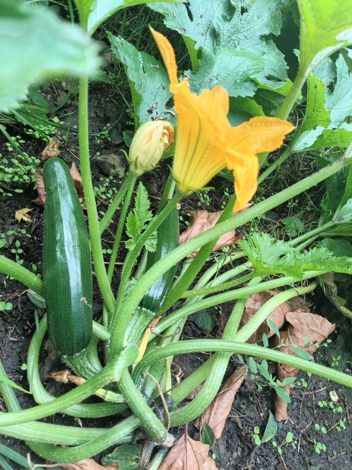 Verse Courgettes uit Eigen Tuin, Ophalen, Eenjarig, Groenteplanten, Volle zon