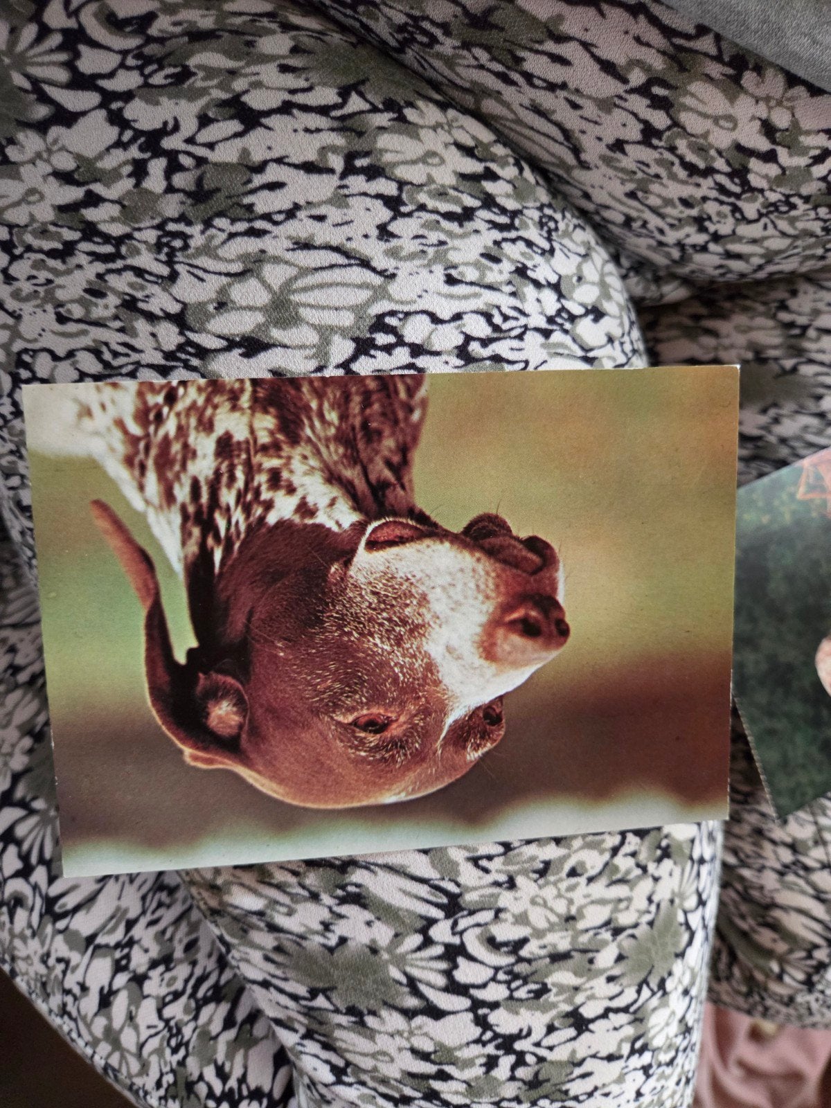 Vintage Ansichtkaart: Duitse Staande Hond, Ophalen of Verzenden