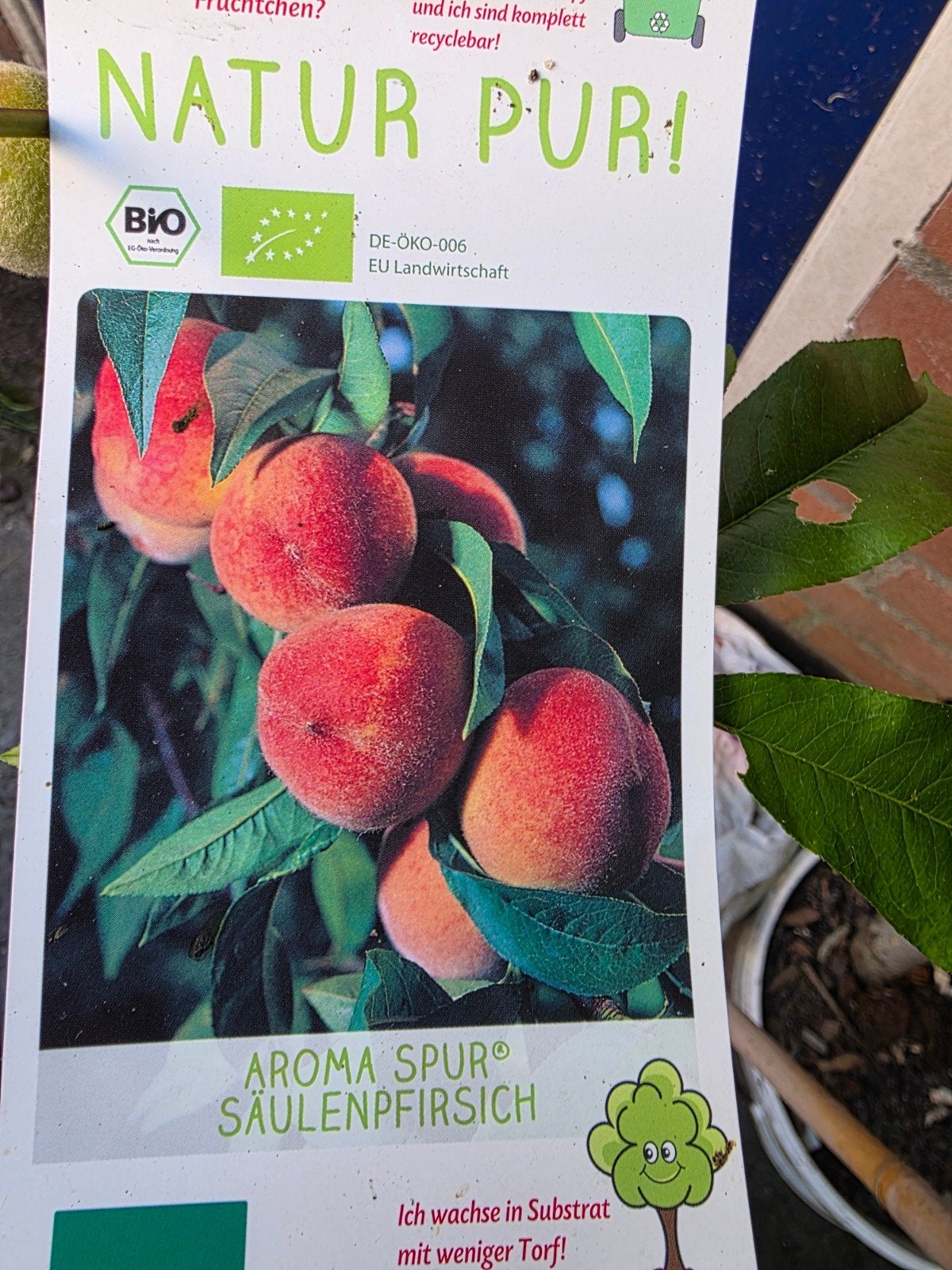 Aroma Spur Zuilperzik -  Perzikboom, Tuin en Terras, Ophalen, Overige soorten, Struik, Minder dan 100 cm