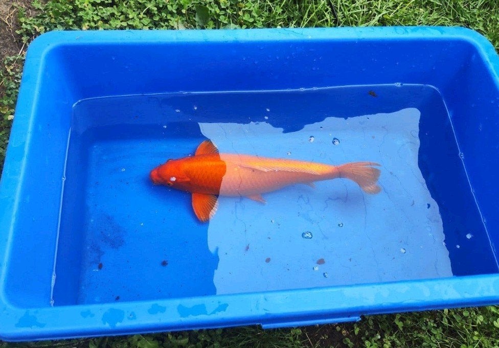 koi vijvervis vis #3, Dieren en Toebehoren, Vissen | Vijvervissen, Karper of Koi