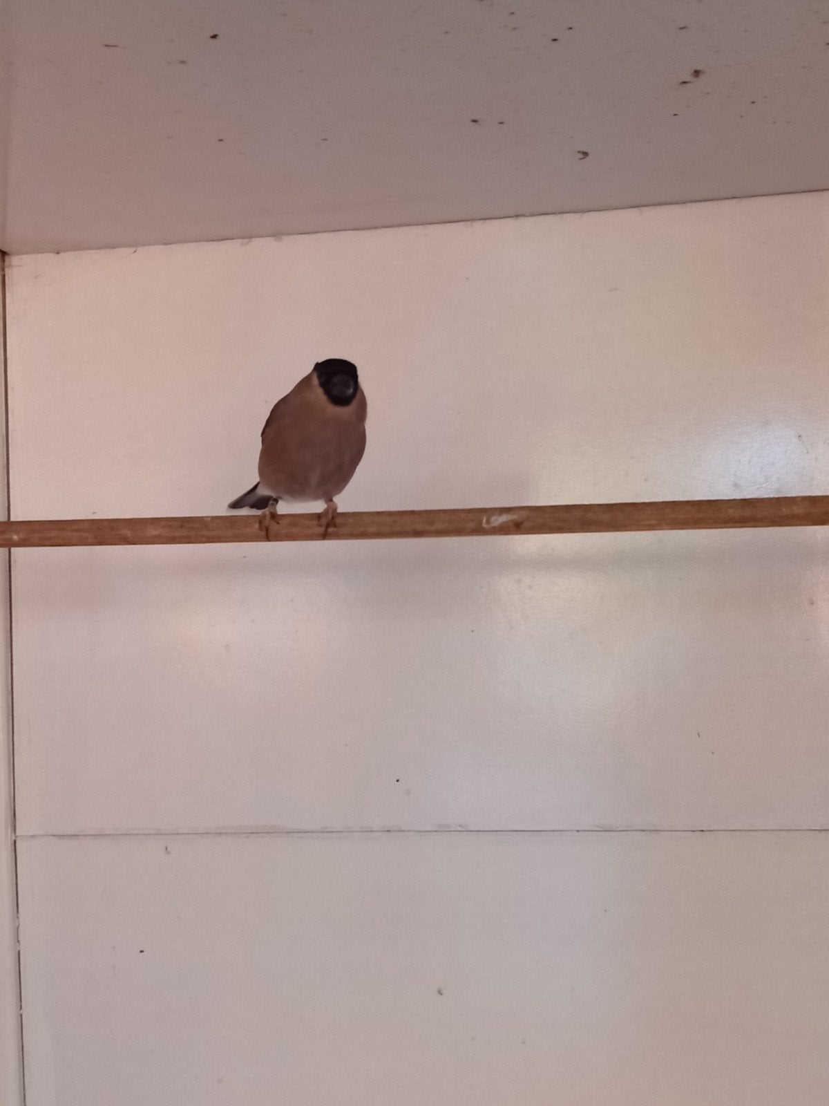 Noorse Goudvink pop 2022, Dieren en Toebehoren, Vrouwelijk, Wildzangvogel, Geringd