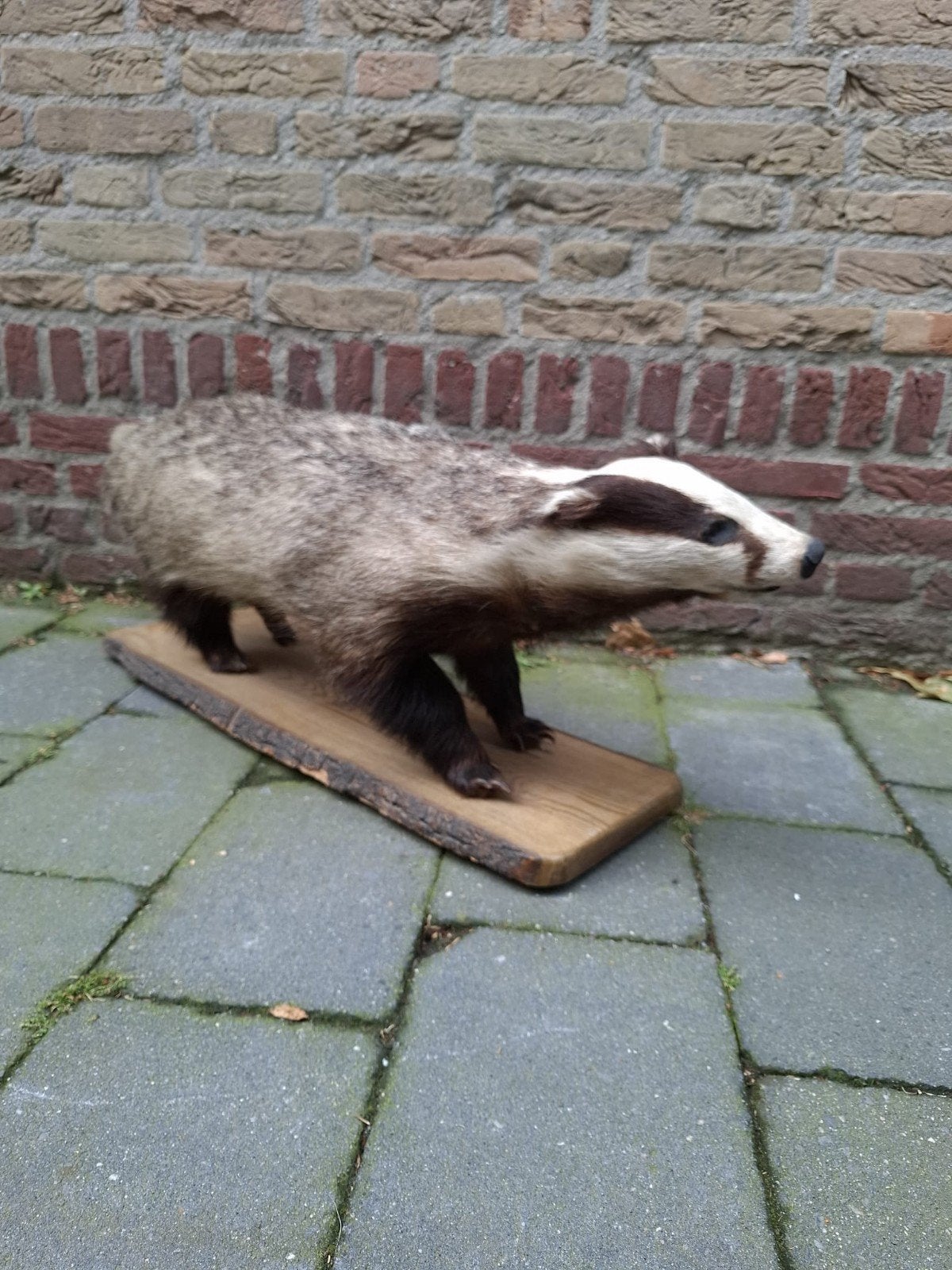 opgezette vintage das taxidermy schedel gewei hert brocante, Verzamelen, Dierenverzamelingen, Ophalen, Wild dier, Opgezet dier