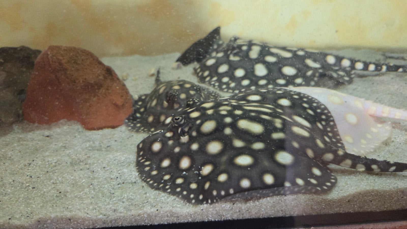 potamotrygon Blackdiamond Pups  100% Albino Gen, Dieren en Toebehoren, Vis