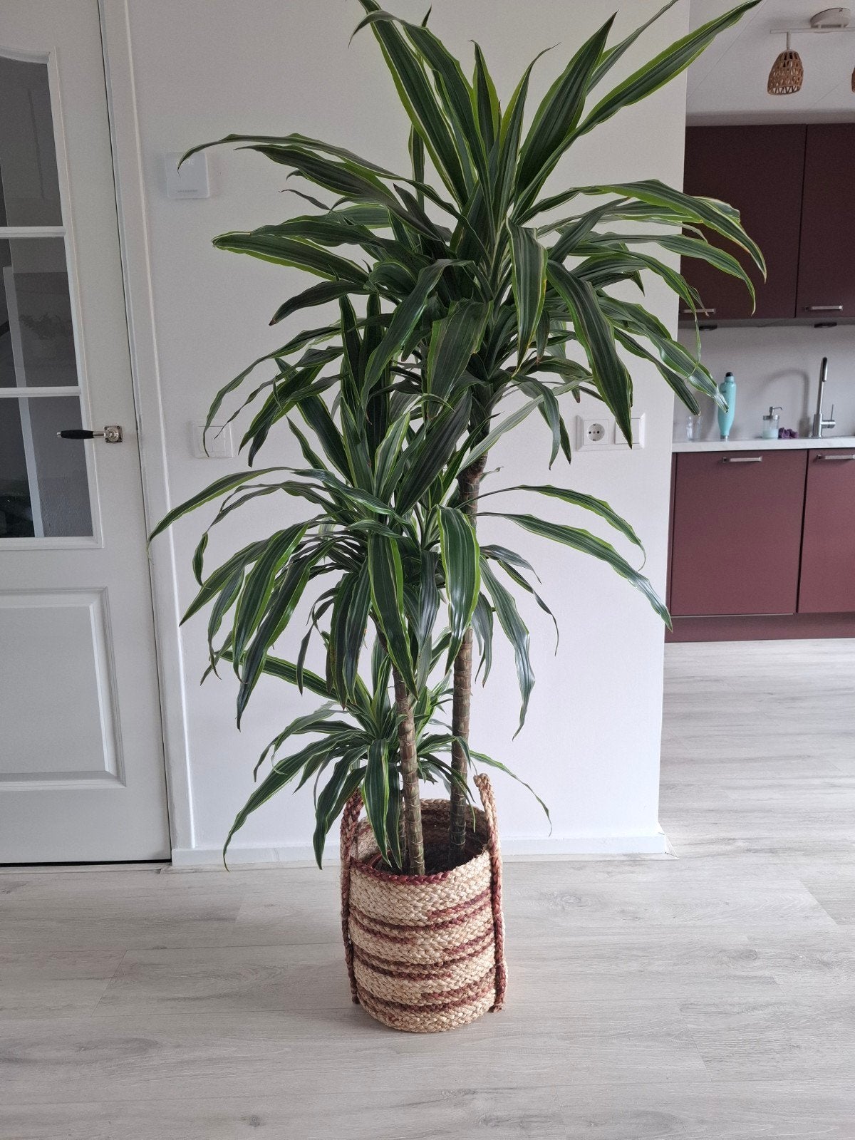 Dracaena Fragrans Lemon Lime, Ophalen, In pot, Halfschaduw, 100 tot 150 cm