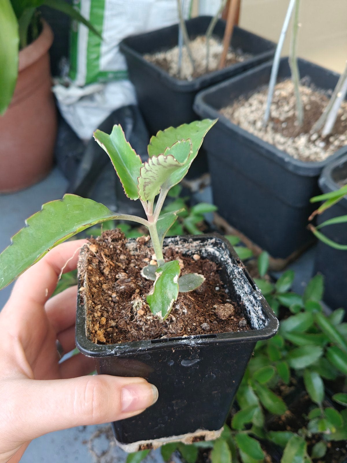 Moeder van Duizenden/ Mother of thousand plant, Volle zon, Vaste plant, Bloeit niet, Ophalen
