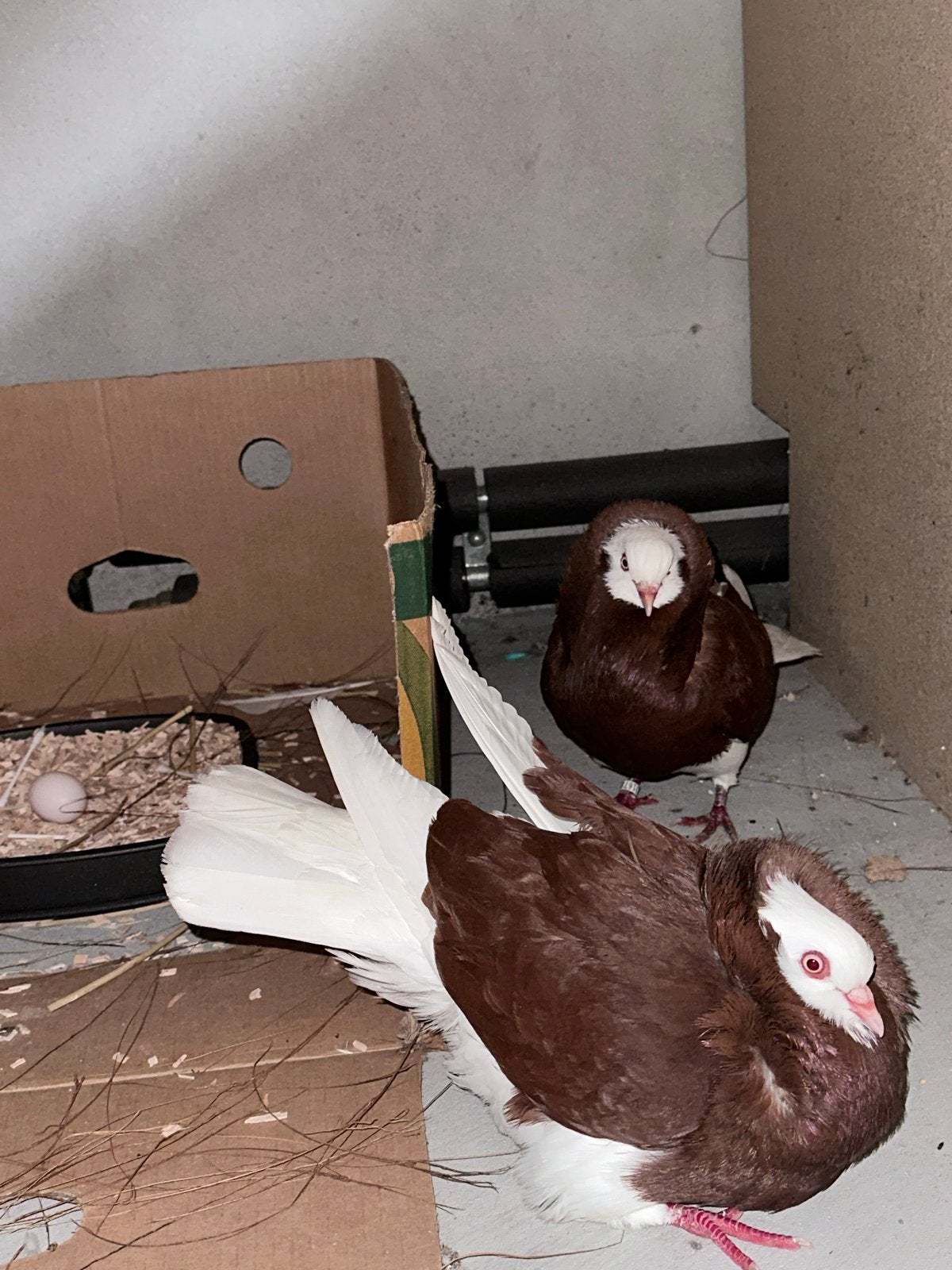 Mooi koppe Hollandse kapucijn  + 2 jongen en eieren, Dieren en Toebehoren, Vogels | Duiven, Meerdere dieren, Overige soorten