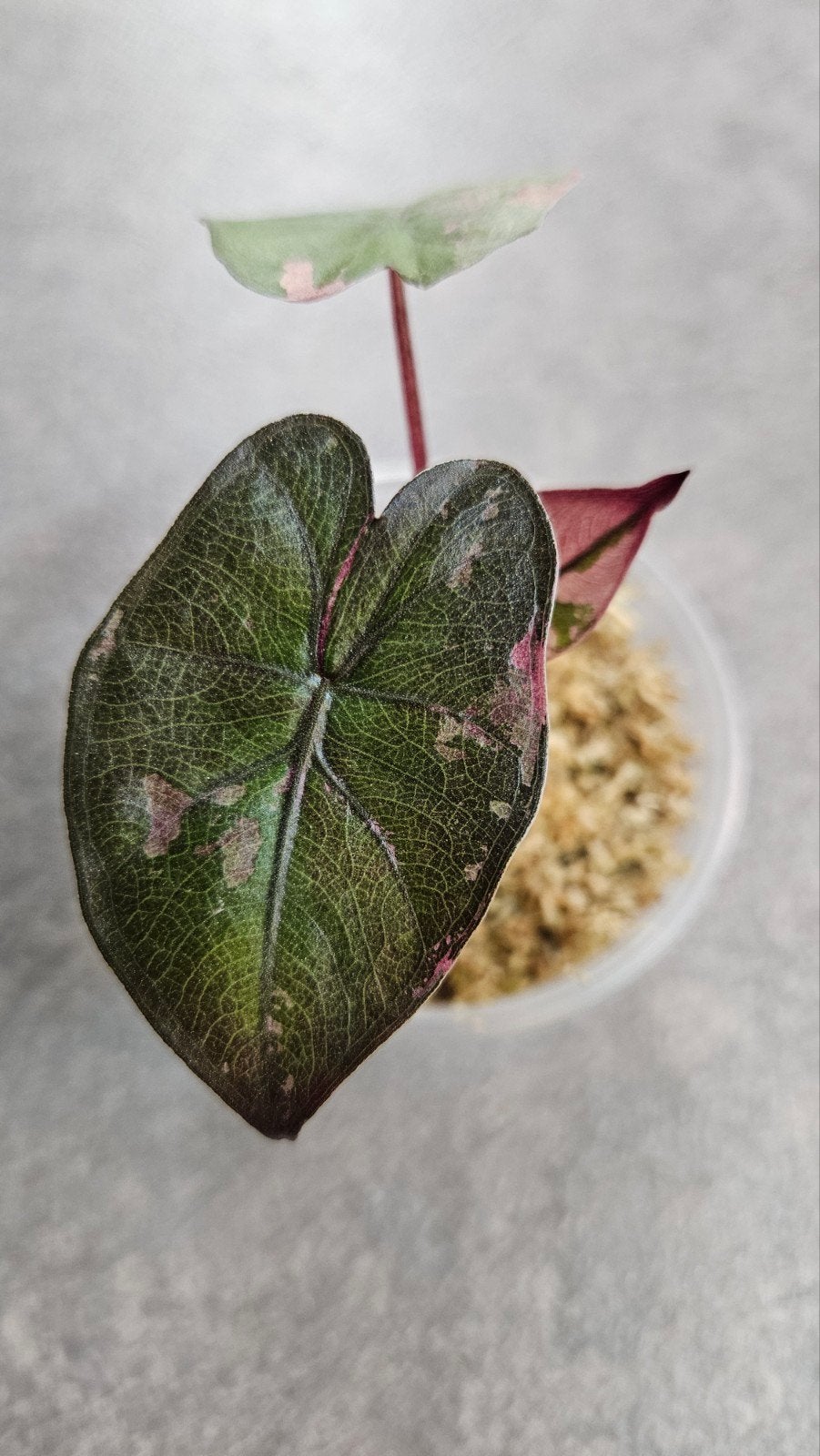 Alocasia 'Serendipity' Pink Variegata, Ophalen of Verzenden, Halfschaduw, Minder dan 100 cm
