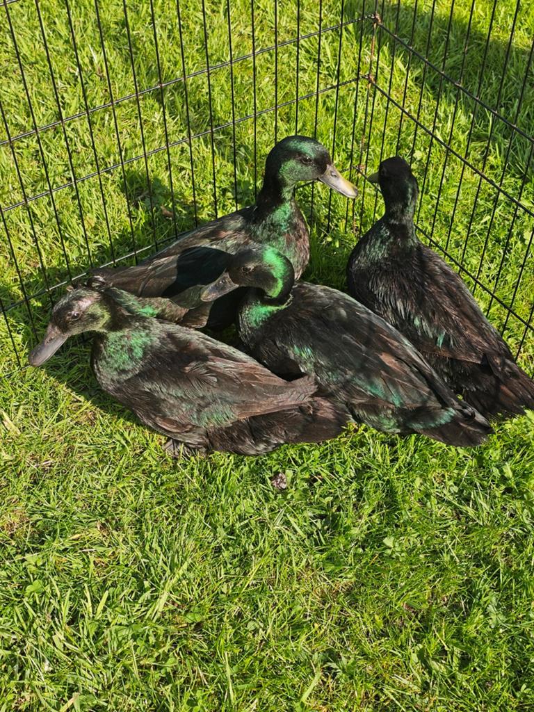Smaragd eenden te koop., Dieren en Toebehoren, Pluimvee, Meerdere dieren, Eend