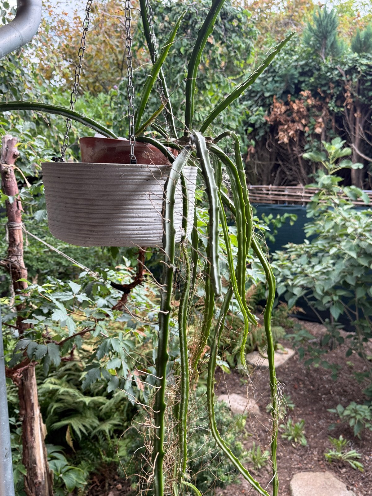 Epiphyllum Seleni Sereus Hamatus - Hangplant, Ophalen, Halfschaduw, Minder dan 100 cm, Groene kamerplant