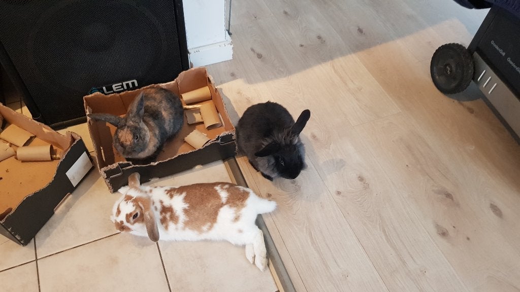 Liefdevol thuis gezocht voor mijn konijnen, Dieren en Toebehoren, Meerdere dieren, Middelgroot