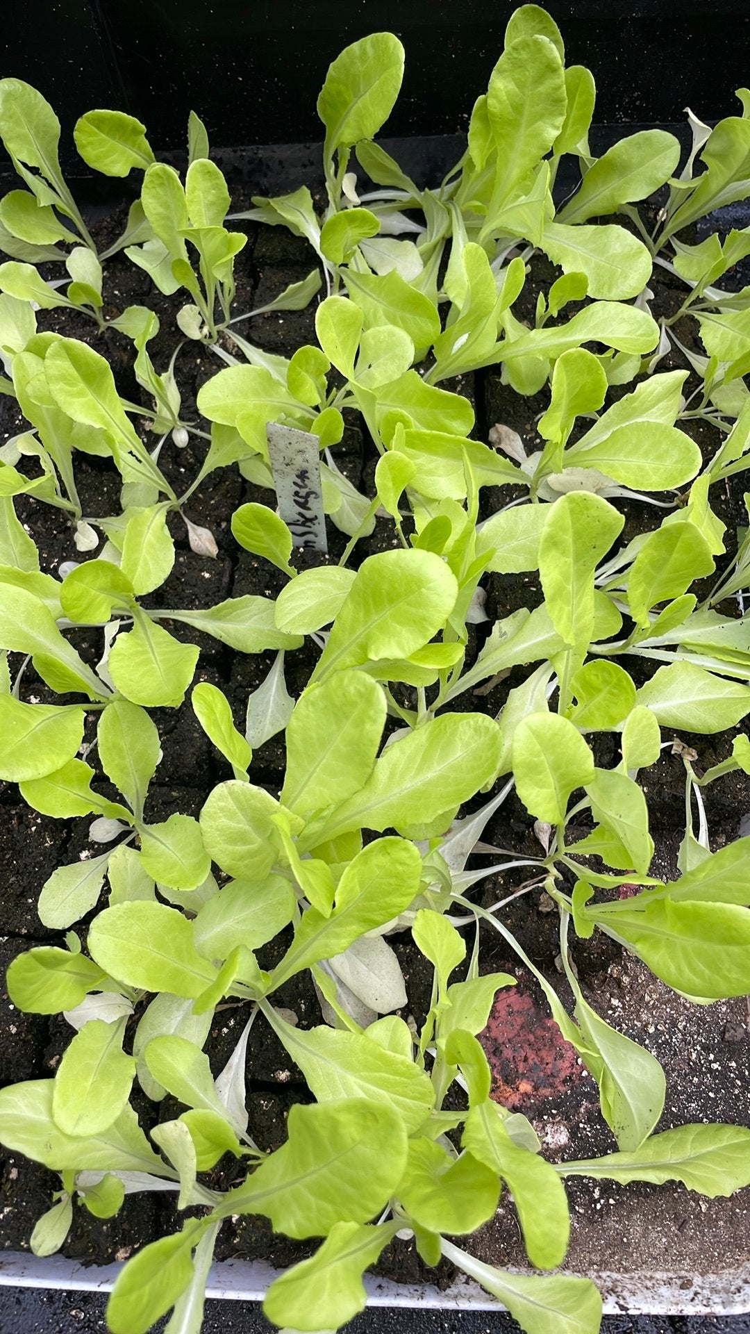 Sla Andijvie rode Sla Palmkool moestuinplantjes, Ophalen, Volle zon, Groenteplanten, Eenjarig