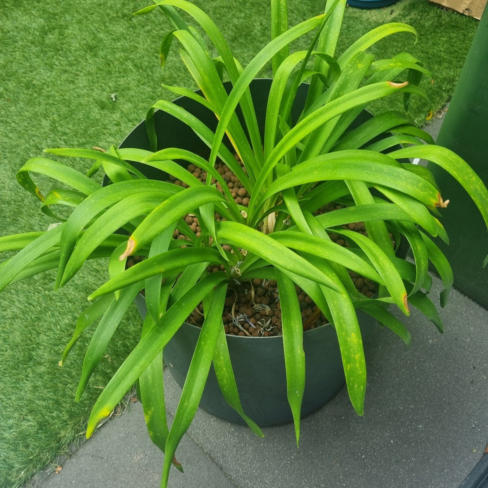 Agapanthus in pot, Ophalen, Overige soorten, Volle zon