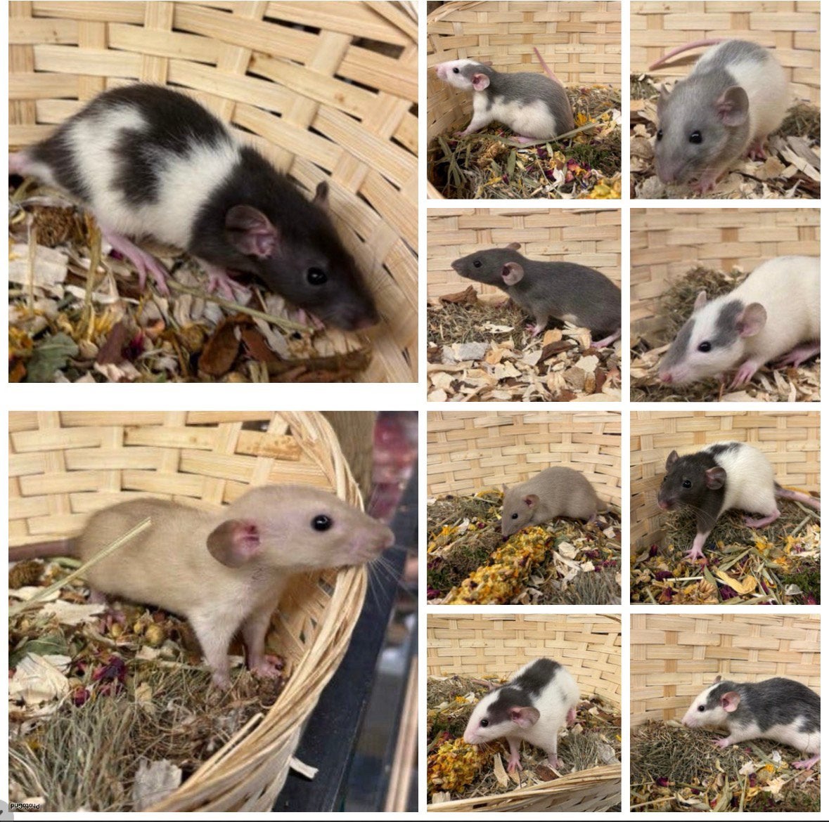 Jonge sociale, tamme ratten ( vrouw, dumbo, van de fokker), Rat, April, Vrouwelijk, Tam