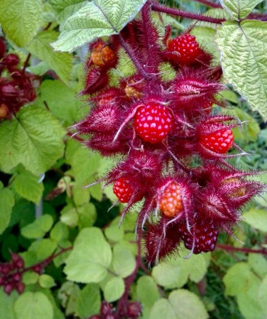 Biologische stek Japanse wijnbes /  Rubus phoenicolasius, Ophalen, Volle zon, Vaste plant, Zomer