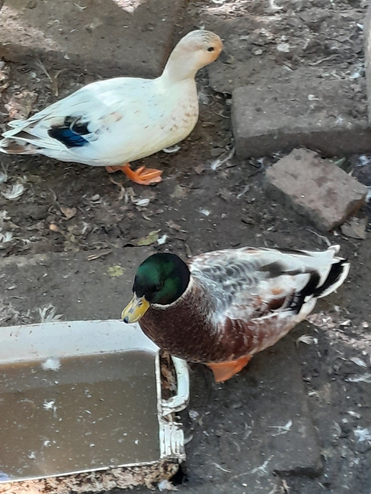 Koppels  kwakers, Dieren en Toebehoren, Meerdere dieren, Eend