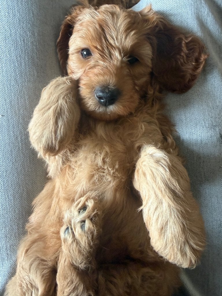 Medium Australian Labradoodle pups | WALA stamboom, Overige rassen, 8 tot 15 weken, Meerdere, Meerdere dieren