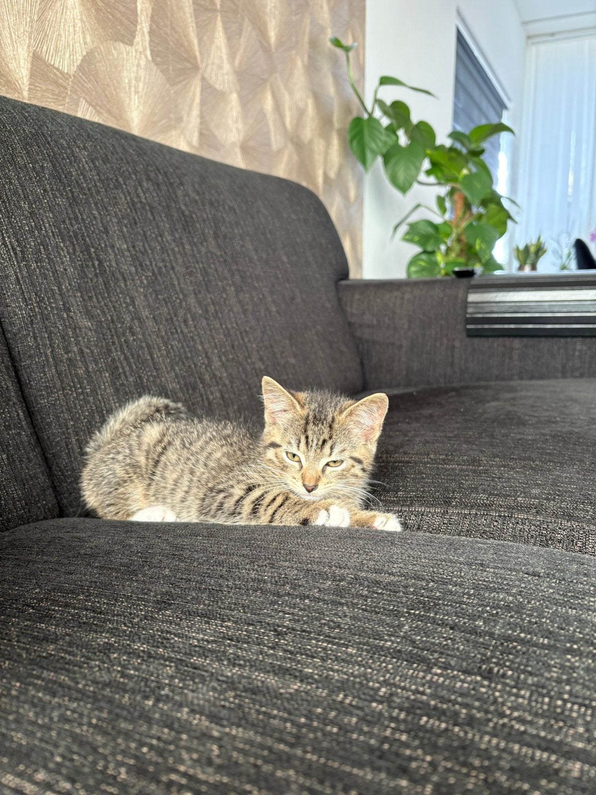 Kittens te koop, Kater