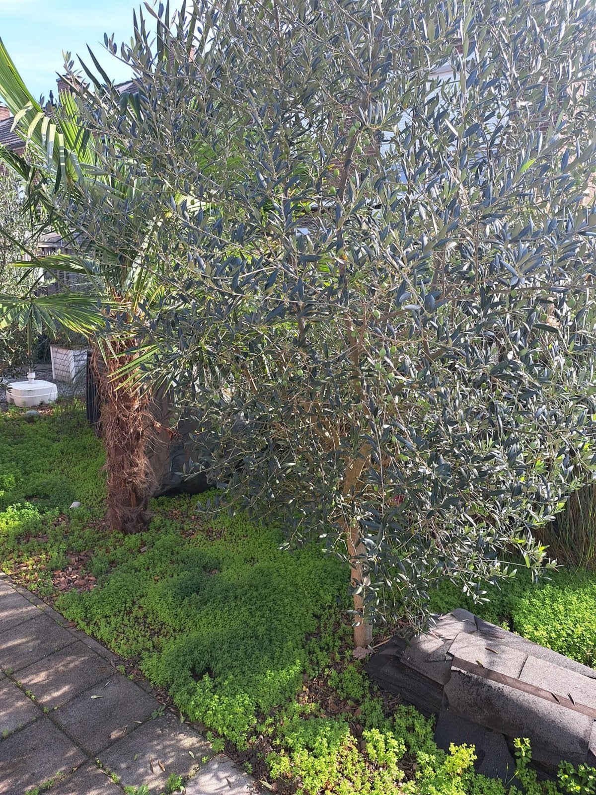 2x Olijfboom - Mediterrane sfeer in uw tuin, Volle zon, Vaste plant, Lente, Ophalen
