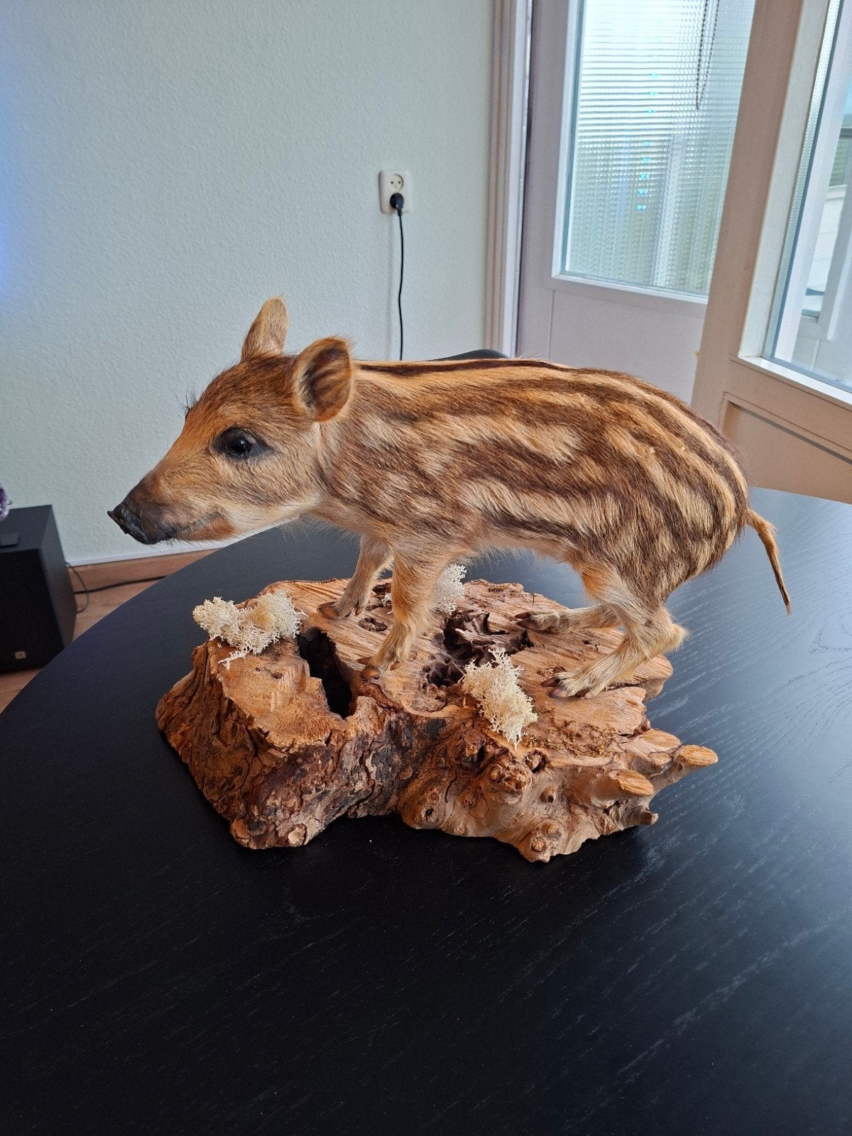 Prachtig opgezet frisling zwijntje wild zwijn taxidermie, Verzamelen, Ophalen of Verzenden, Wild dier, Opgezet dier