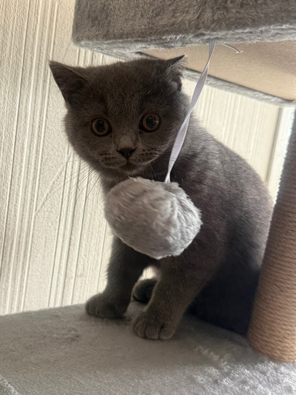 Britse korthaar, Poes, Ontwormd, 0 tot 2 jaar