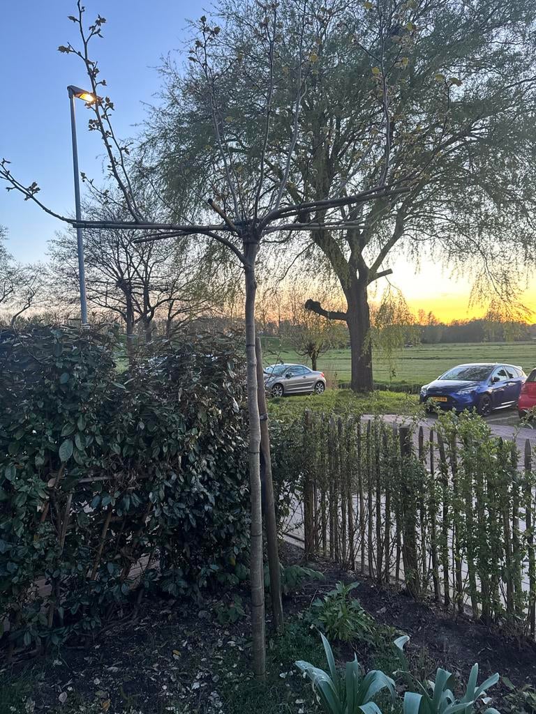 Dakmoerbei - Vorig jaar geplant, groeit goed!, Tuin en Terras, Planten | Bomen, Lente, Dakboom, 250 tot 400 cm, Ophalen