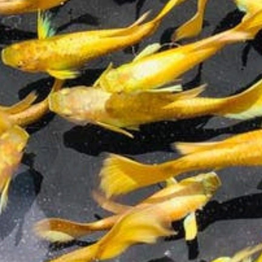 Gezocht 24k golden guppies, Dieren en Toebehoren, Vis