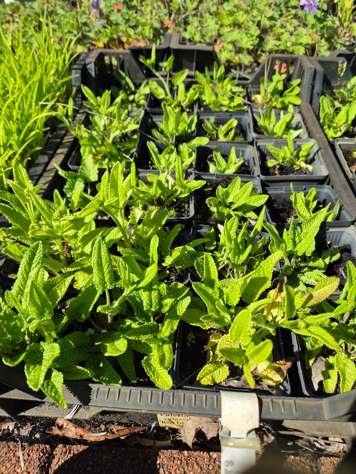 Stachys Grandiflora P9 - Vaste plant voor uw tuin, Tuin en Terras, Planten | Tuinplanten, Ophalen of Verzenden