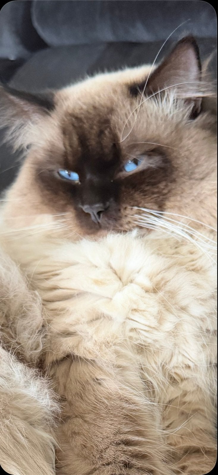 Ragdoll kater raszuiver, Kater, Ontwormd, 0 tot 2 jaar