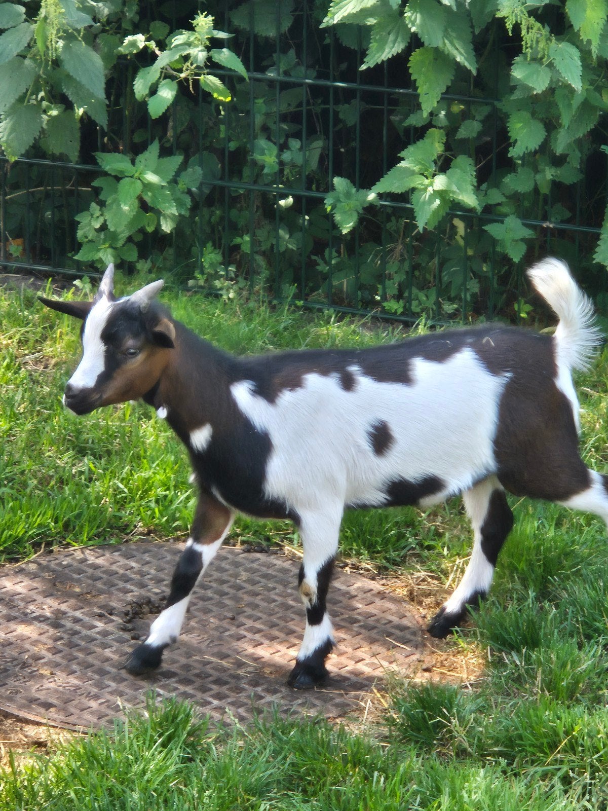 Twee mooie bonte dwergbokjes, Dieren en Toebehoren, Schapen, Geiten en Varkens, Mannelijk, Geit, 0 tot 2 jaar