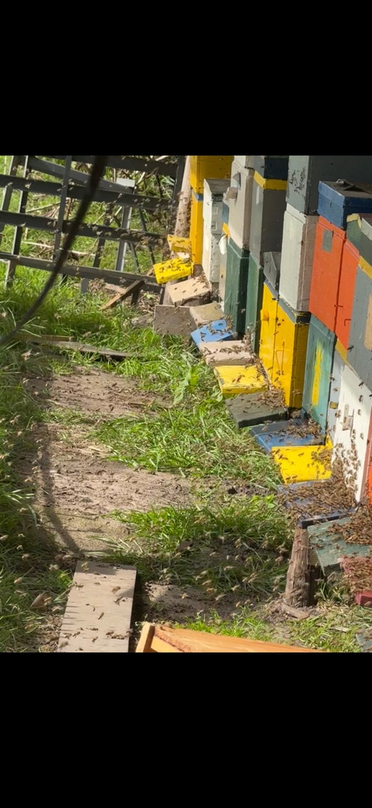 Carnica bijen, Dieren en Toebehoren, Bijen