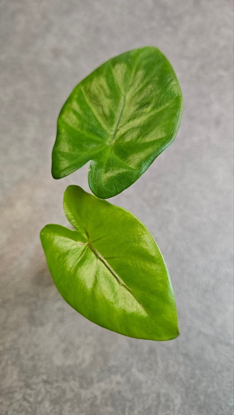 Alocasia Macrorrhiza Black Stem (variegata), Ophalen of Verzenden, Halfschaduw, Minder dan 100 cm