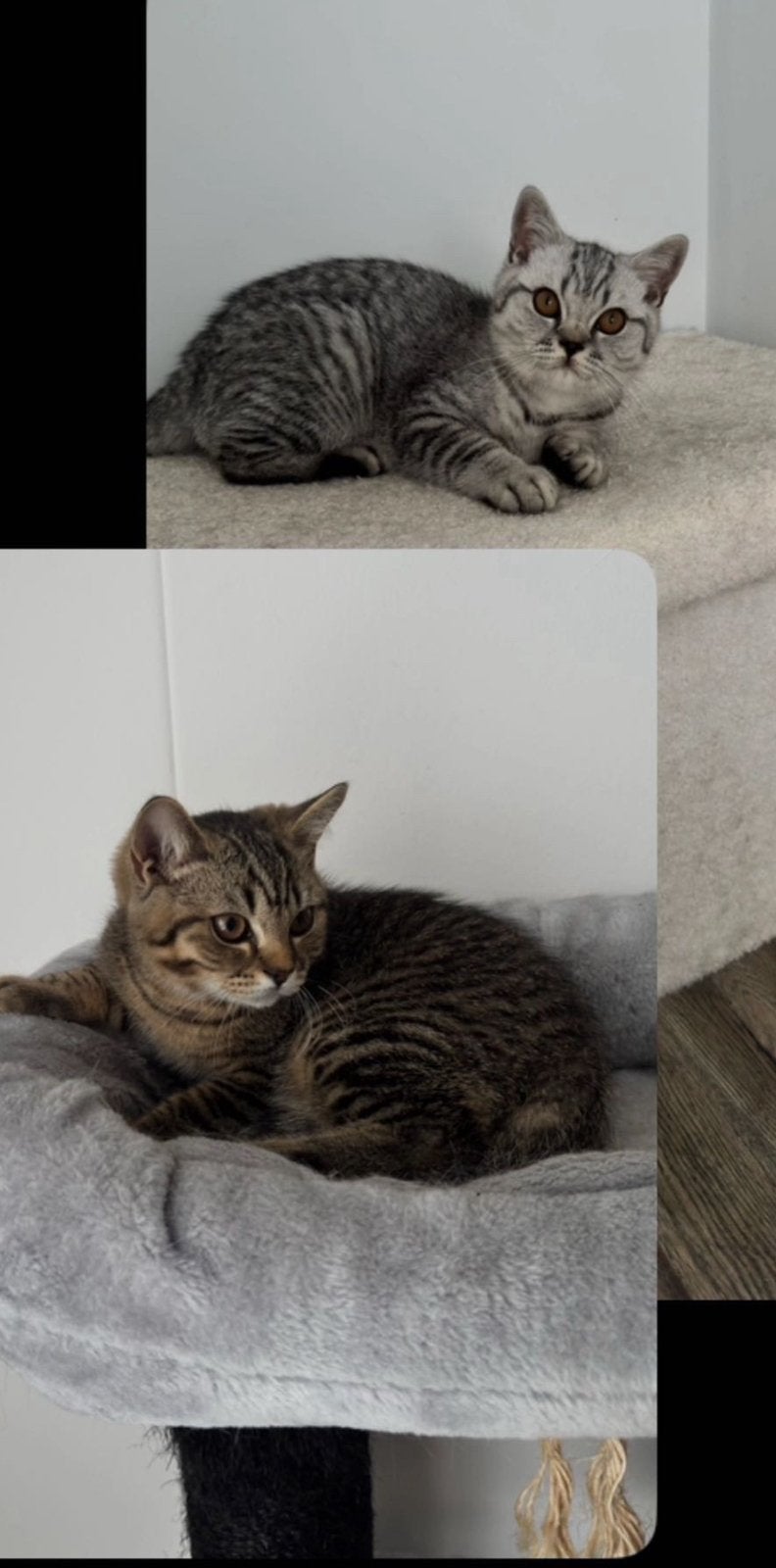 Britse korthaar / kater & kitten. Te koop, Dieren en Toebehoren, Katten en Kittens | Raskatten | Korthaar, Meerdere dieren, Met stamboom